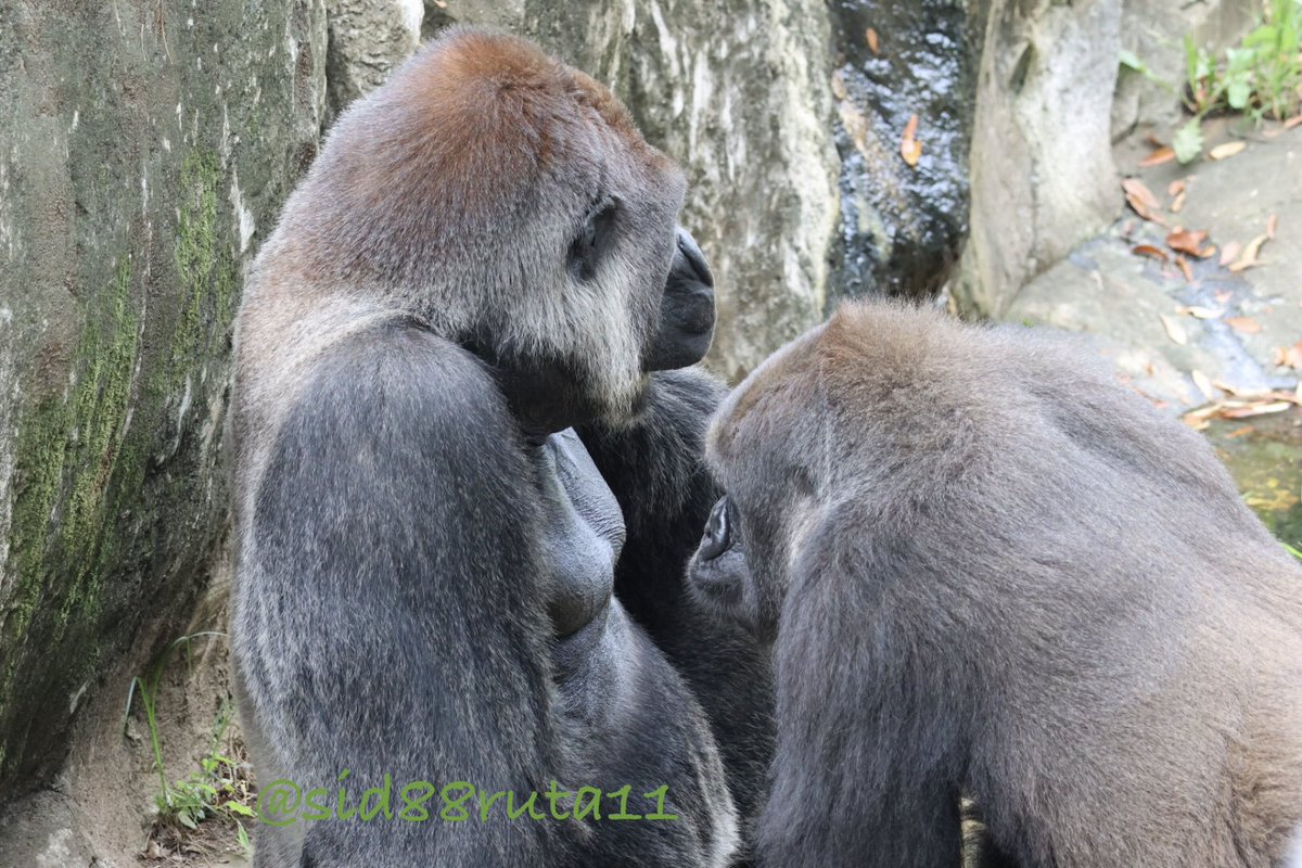 Sid88ruta11's tweet photo. わかるよ〜😍
その胸板には惹き込まれるよね🥰💕
#千葉市動物公園
#モンタ #モモカ
#ニシゴリラ
#Primates https://t.co/LYK84HZfvN