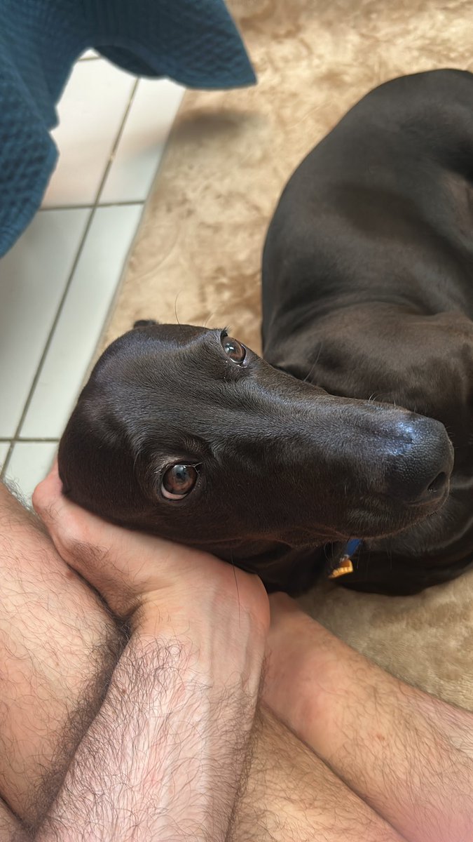 yurisick's tweet photo. @themindmischief sem falar que é o MEU cachorro https://t.co/55UZ7B7k2d
