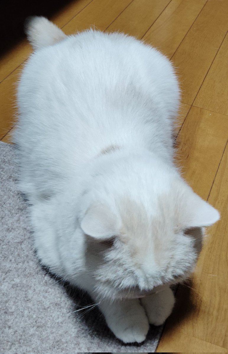 福ちゃん (@fukuchanwhite) on X