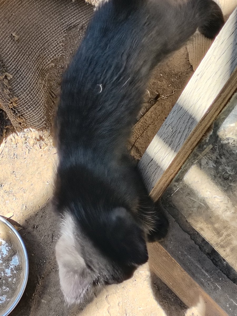 Genesisartz42's tweet photo. @woofknight My guy is afraid of kittens https://t.co/RjH8Xez3uk