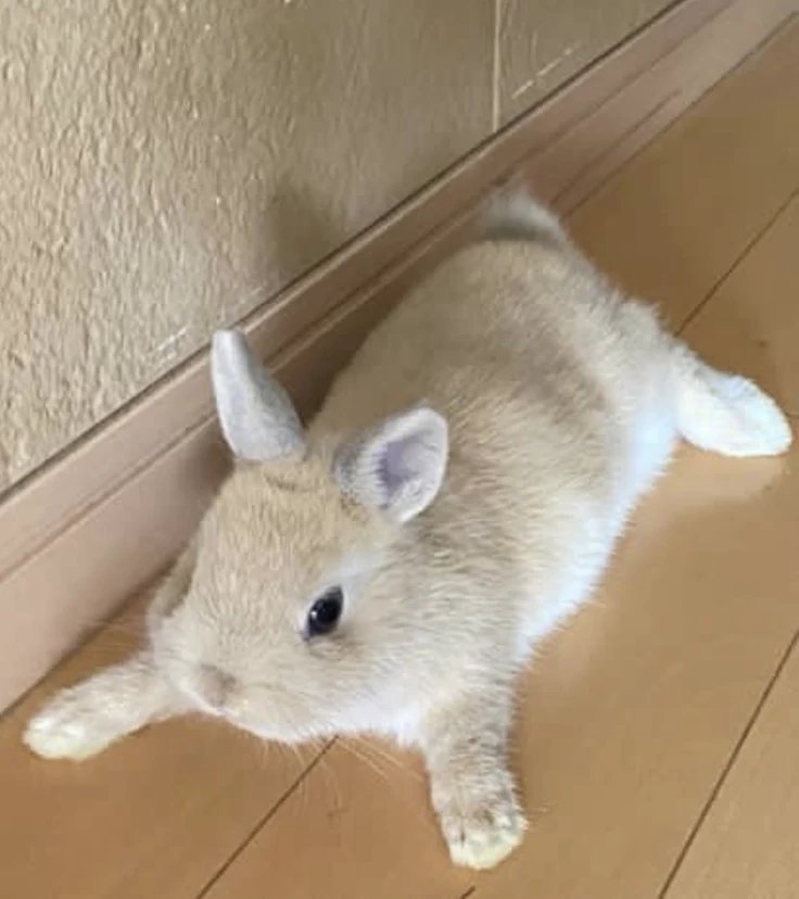 daily bunny modric tweet media