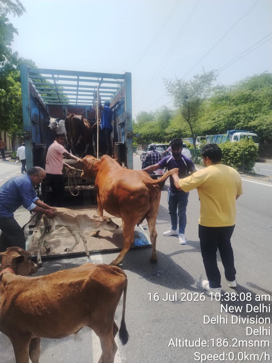 MCD_Delhi's tweet photo. As part of MCD’s ongoing efforts to keep Delhi’s streets safer and better managed, MCD teams from Karol Bagh and West Zones conducted stray cattle-catching drives in their respective areas.

A total of 15 stray cattle were impounded as part of these enforcement efforts, contributing to improved public safety and better civic management across the capital.

@LokNiwasDelhi @gupta_rekha @CMODelhi @praveshwahi 

#MCD #MCDCares #StrayCattleManagement #PublicSafety #CivicManagement