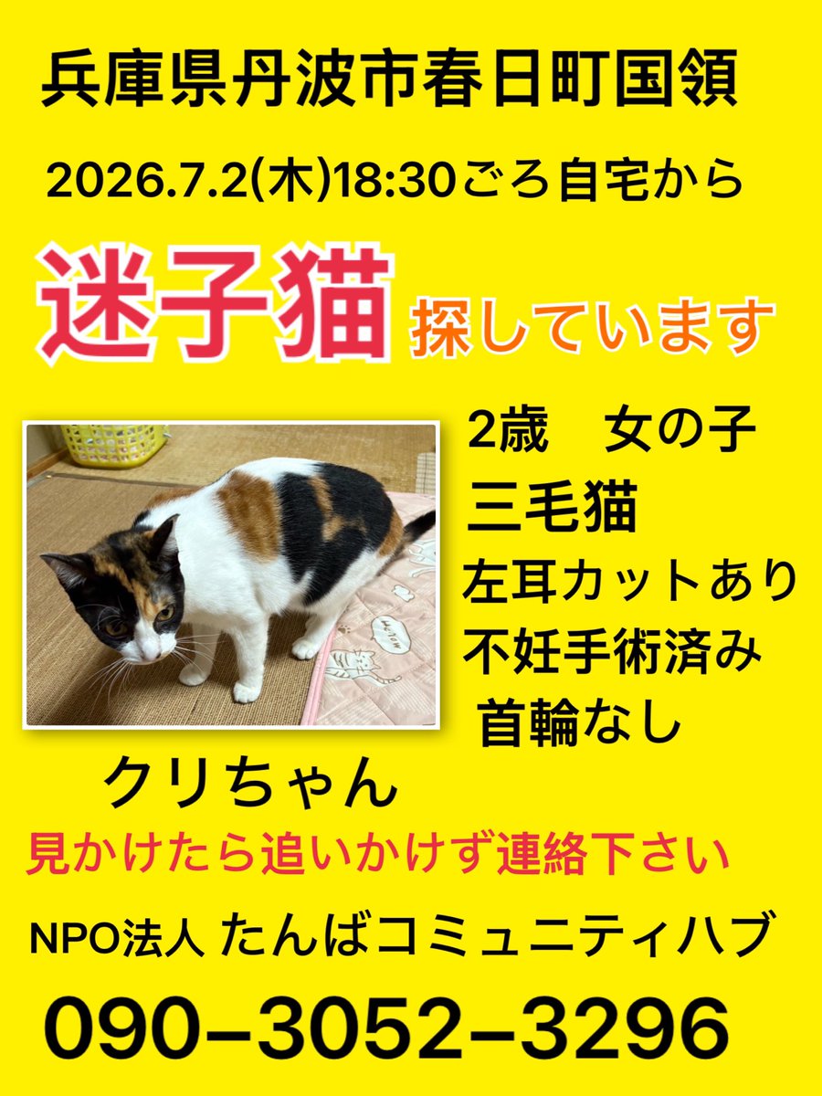 TambaNpo's tweet photo. 🐾【迷子猫を探しています‼️】🐾

2026.7月2日(木)18:30ごろ
自宅からいなくなりました

兵庫県丹波市春日町国領

名前：クリちゃん（女の子）
2024年生まれ　2才　
柄：三毛猫　しっぽ長い
不妊手術済み・左耳カットあり
首輪なし
　　
怖がりなので見かけても追いかけずご連絡お願いいたします https://t.co/mJgvC8lLlL