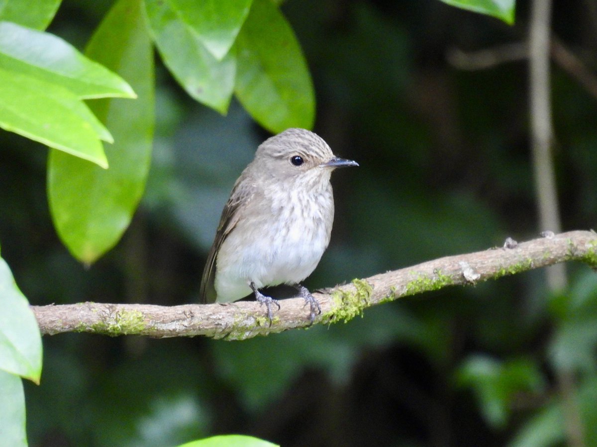 LFrankRyan's tweet photo. Spotted Flycatcher pair, this afternoon, at the newly re-opened National Trust Aberdulais, which is worth a visit in itself https://t.co/DpxYneRjw2