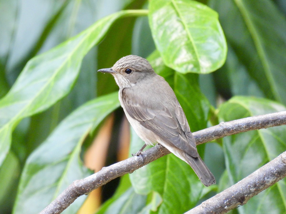 LFrankRyan's tweet photo. Spotted Flycatcher pair, this afternoon, at the newly re-opened National Trust Aberdulais, which is worth a visit in itself https://t.co/DpxYneRjw2