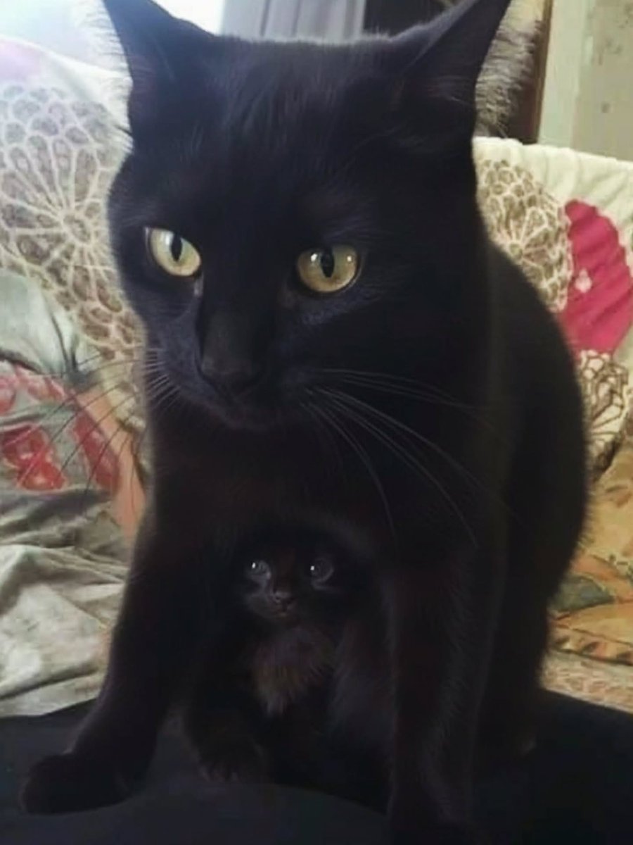 catofsouls's tweet photo. https://t.co/cEGCdU8MSX