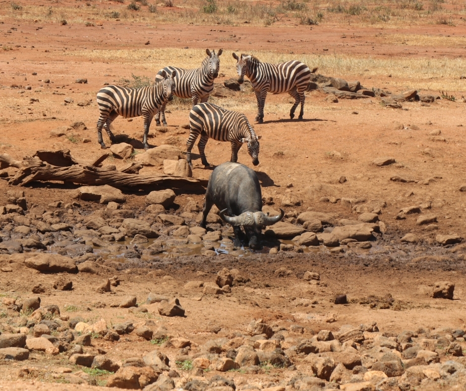 survivalanimal's tweet photo. 🇰🇪 Without emergency support, the animals of Tsavo West will continue to struggle because of a lingering draught 🐘🦏💧

We are raising funds to drill a life-saving waterhole that could help save their lives.

🔗 Please donate today: https://t.co/m43Me5GwWO. https://t.co/KdAzfGjMxt