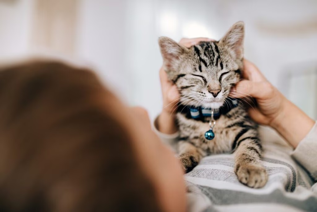 BelmontPetHosp's tweet photo. When To Start Flea and Tick Prevention for Kittens https://t.co/WLz5jgYxXb
.
.
.
.
#pets #bph #belmontpet #belmontpethospital #vets #vet #veterinariantechnician #veterinarians #cats #furryfriends #furbabies #furbaby #kittens #cat #lovemycats #lovemypets #catbehavior https://t.co/gHFEc3fNhj