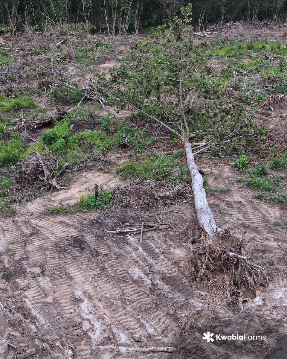 kwablafarms's tweet photo. A closer look from above at the remaining 12 acres. 

Every aerial photo shows another section waiting for the next stage of careful tree removal. 

#farmlife #farm #organicfarming #farminginafrica #farminginghana #KwablaFarms https://t.co/StYymsLDrV