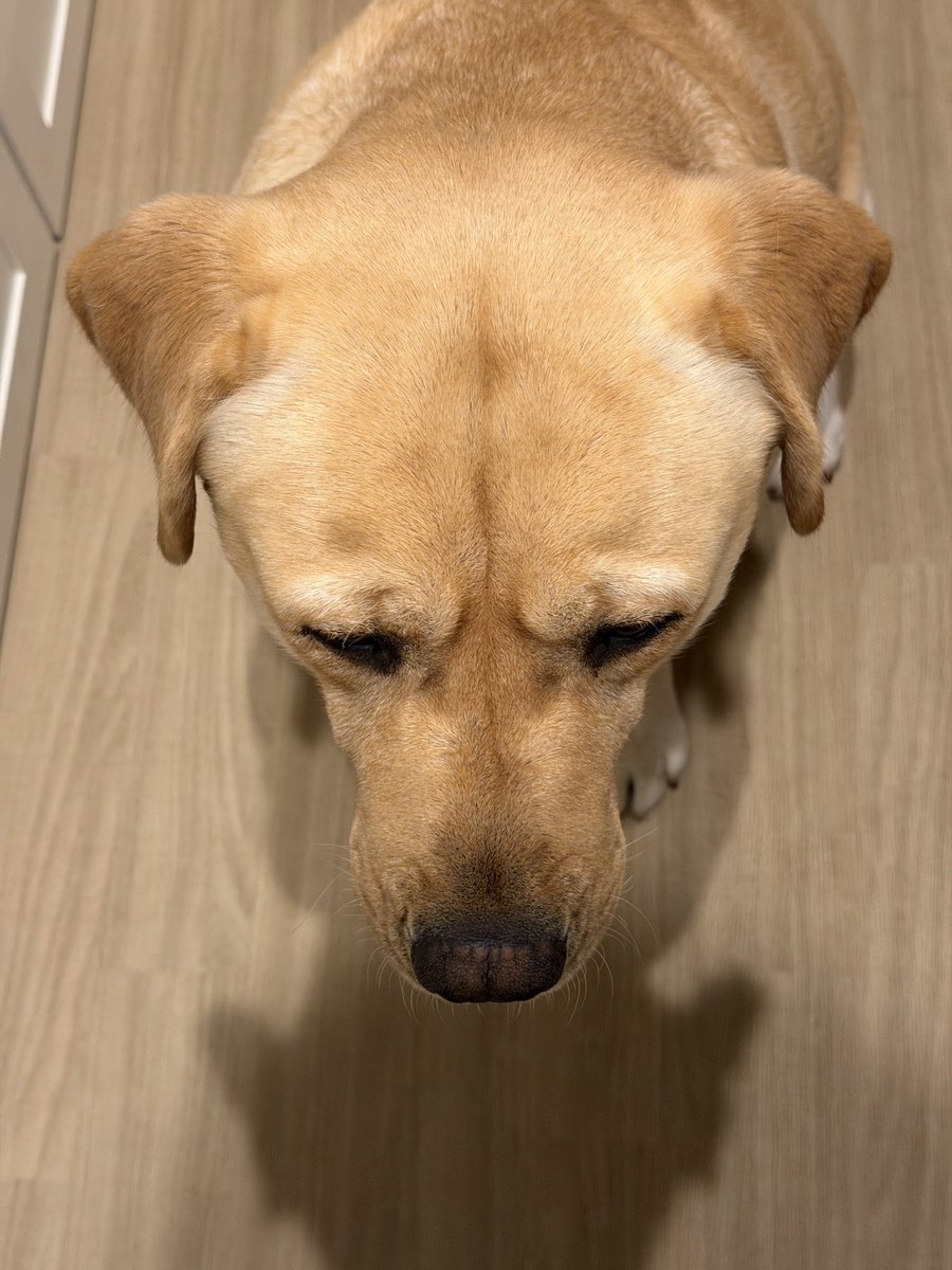 yokozuna_lab's tweet photo. 人間のために発達させた筋肉、可愛すぎますね…横綱は発達させすぎな気もしますが🤣 https://t.co/MeQG3akXw2