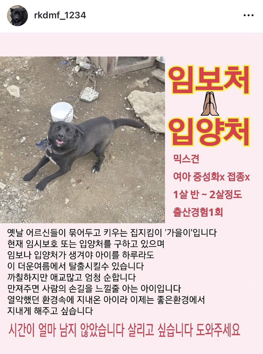camusday's tweet photo. 가을이 임보처/입양처 아직 구하고 있습니다 까뮈 구조자님께서 가을이까지 직접 구조할 시간이 얼마 남지 않아 계속 인스타에 게시물 올려주시고 계십니다... 
사람을 너무 좋아하는 가을이의 임시 보호자, 가족이 되어주실분 찾습니다! https://t.co/kX7AZVWYZr