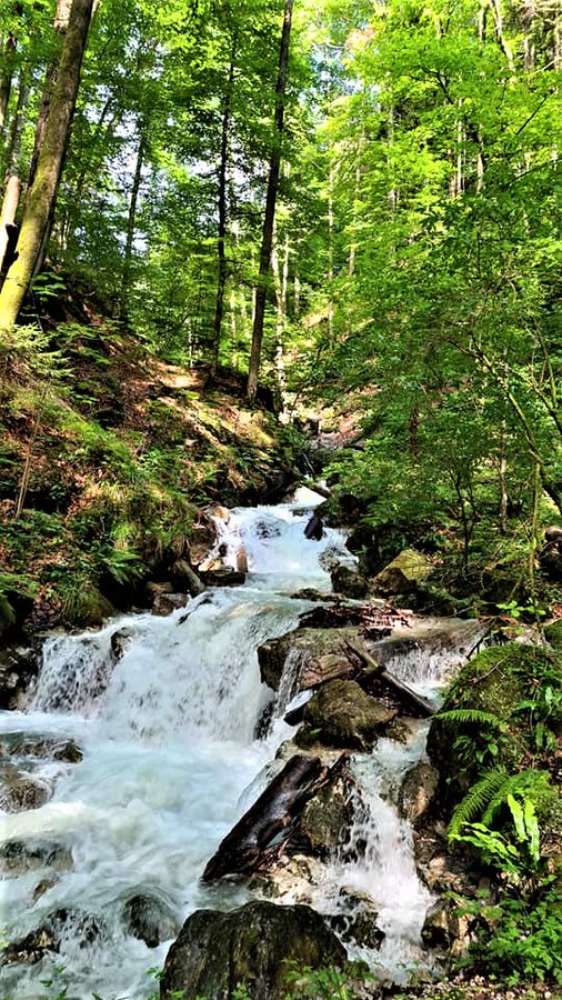 Greenisamissio1's tweet photo. Forests are more than just wood and are important for the water balance. The groundwater beneath a forest is clean, oxygen-rich and excellent for producing drinking water. That is why forests are particularly often also water protection areas. 💚🌿☘️🌱🌲🌳🍀💚 https://t.co/WgWvX1dXuY