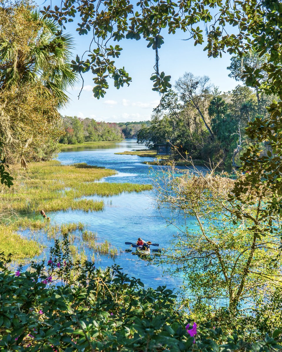 VISITFLORIDA's tweet photo. Views of Rainbow Springs State Park. Fed by one of Florida’s largest natural springs, these crystal-clear waters flow into the Rainbow River, a favorite for paddling, swimming and soaking up the scenery. 🌿💧@FLStateParks https://t.co/Sg97opOgzd