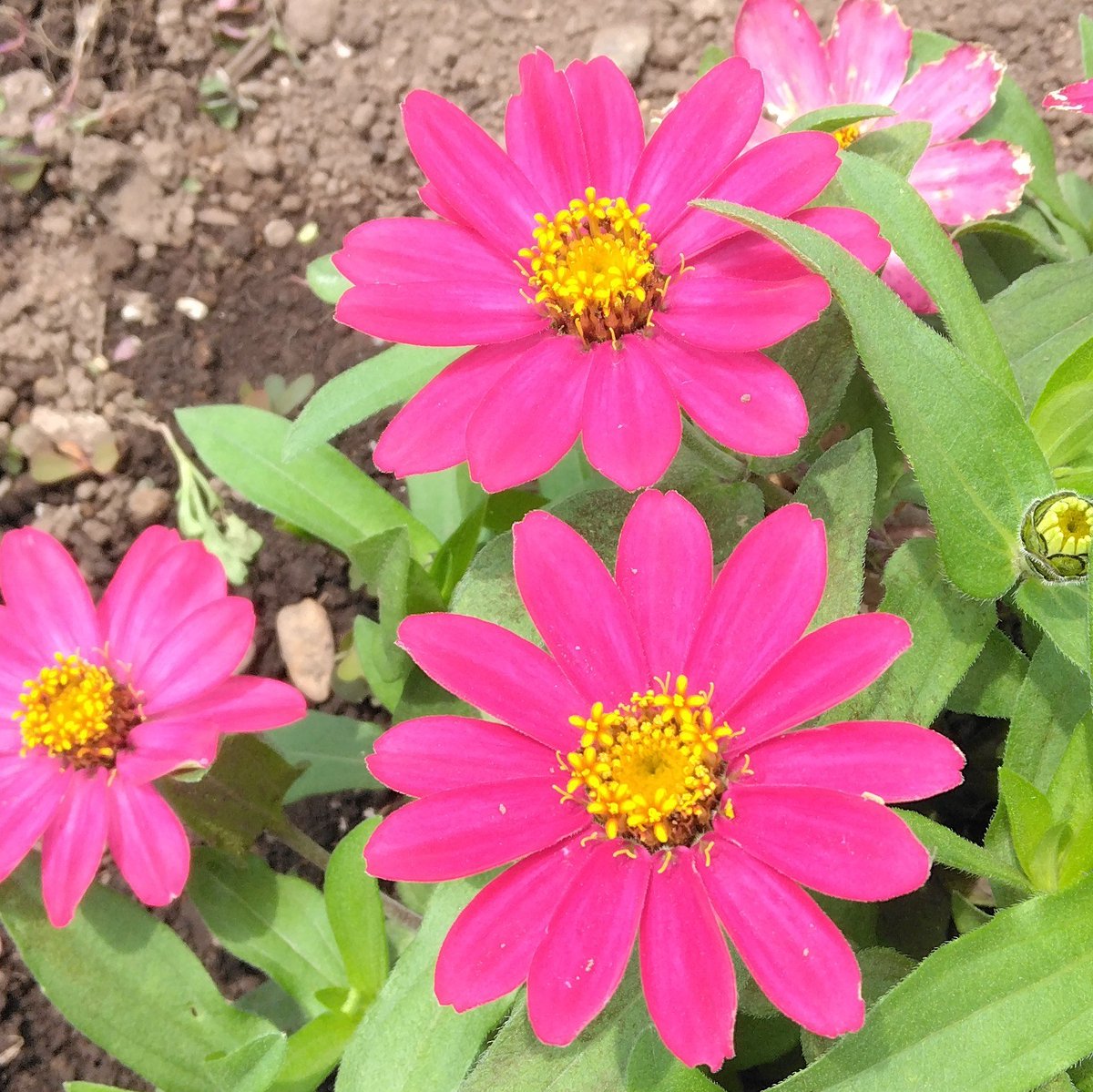 actflowercom tweet picture