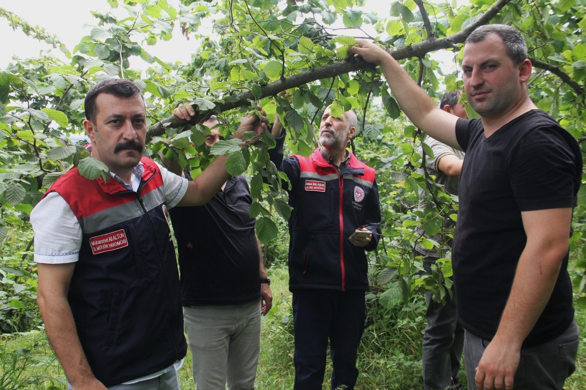 Trabzontarimil's tweet photo. 🌰 TRABZON'DA 2026 FINDIK REKOLTE MESAİSİ SÜRÜYOR

Türkiye’nin fındık üretim merkezlerinden Trabzon’da, 2026 yılı hasat sezonu öncesi rekolte tespit çalışmaları sürüyor. 
@TCTarim @ibrahimyumakli https://t.co/TnAy59FPHO