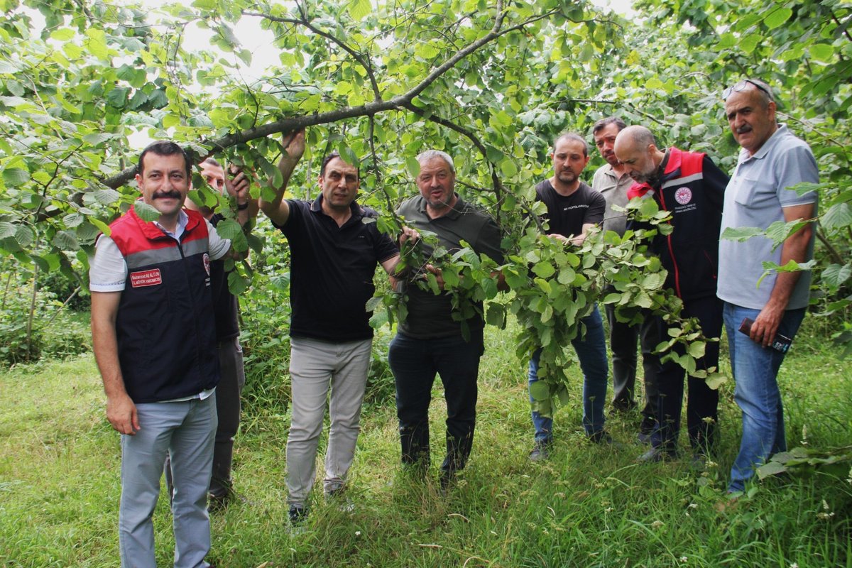 Trabzontarimil's tweet photo. 🌰 TRABZON'DA 2026 FINDIK REKOLTE MESAİSİ SÜRÜYOR

Türkiye’nin fındık üretim merkezlerinden Trabzon’da, 2026 yılı hasat sezonu öncesi rekolte tespit çalışmaları sürüyor. 
@TCTarim @ibrahimyumakli https://t.co/TnAy59FPHO
