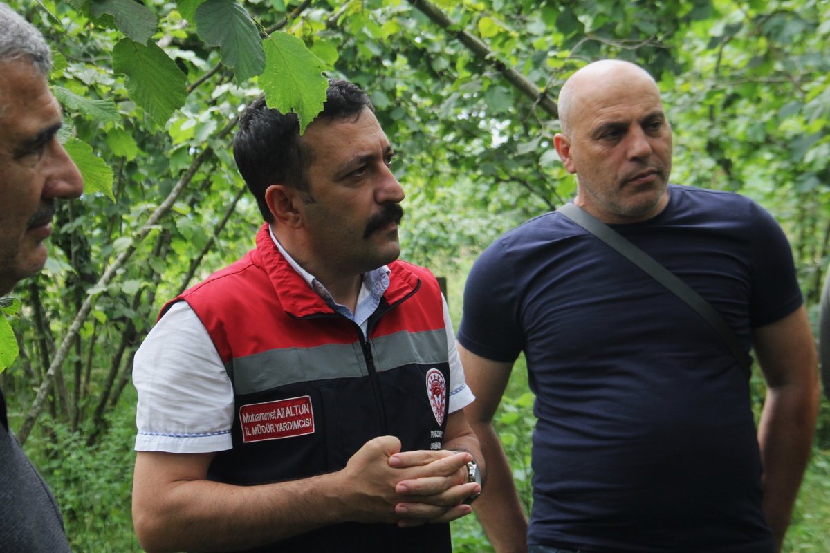 Trabzontarimil's tweet photo. 🌰 TRABZON'DA 2026 FINDIK REKOLTE MESAİSİ SÜRÜYOR

Türkiye’nin fındık üretim merkezlerinden Trabzon’da, 2026 yılı hasat sezonu öncesi rekolte tespit çalışmaları sürüyor. 
@TCTarim @ibrahimyumakli https://t.co/TnAy59FPHO