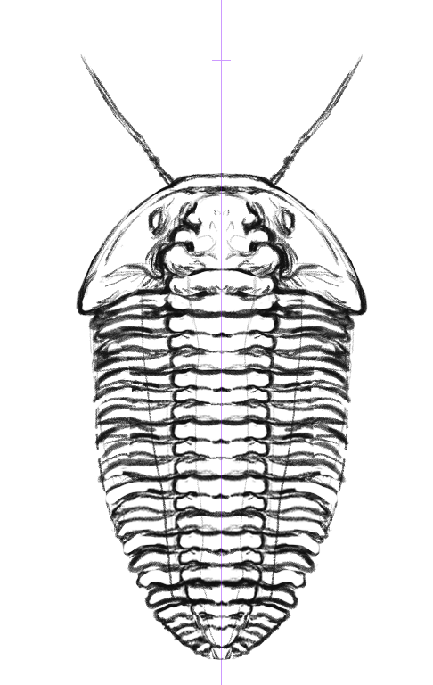ryosharke's tweet photo. I was originally gonna go for flexicalymene for the first (playable) trilobite, but then I realized their average sizes were tiny.... So I decided to change it to a ogyginus instead https://t.co/G3rUlIawEk