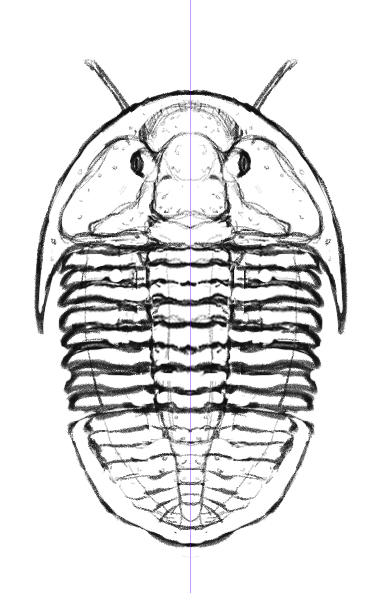 ryosharke's tweet photo. I was originally gonna go for flexicalymene for the first (playable) trilobite, but then I realized their average sizes were tiny.... So I decided to change it to a ogyginus instead https://t.co/G3rUlIawEk