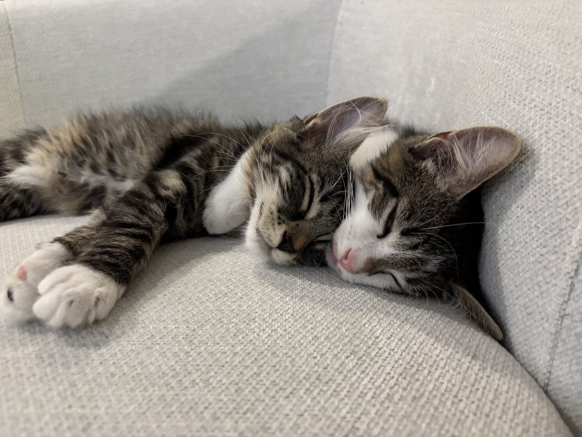 Lunara 🌙 tweet media