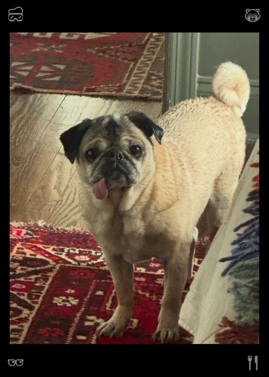 akko_blackship's tweet photo. Apple Compote is apple-flavored. He walked to the door, barking softly, and Lily and Jake followed him. Upon opening the door, they discovered a tiny, abandoned puppy, shivering in the cold with matted and dirty fur. https://t.co/egnnRVyBXT