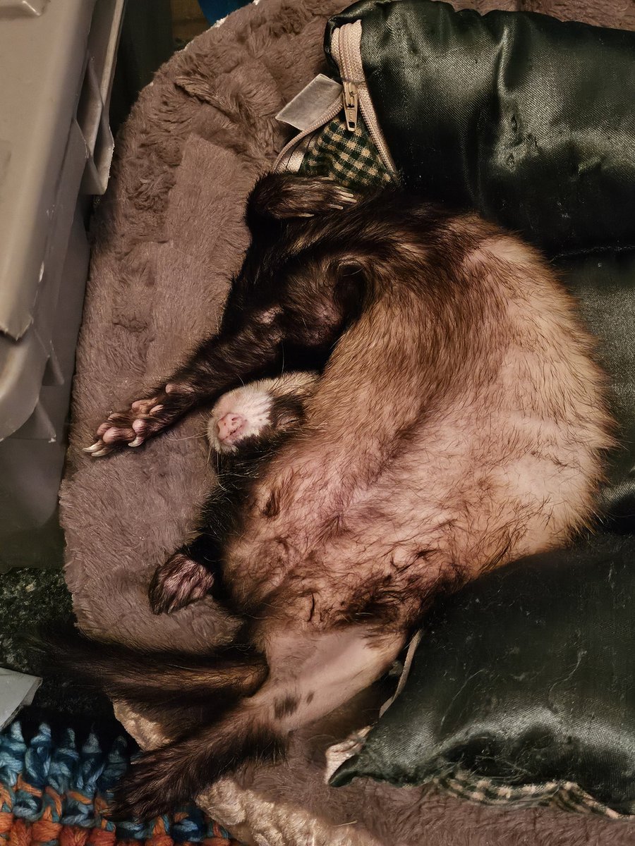 my_weasel_life's tweet photo. I would wake up so sore if I slept like this 😰 oh, to be a ferret https://t.co/NvtA6rSNtB