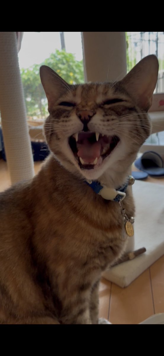 ぎんちゃんのママ (@gintyannomama) / Posts / X