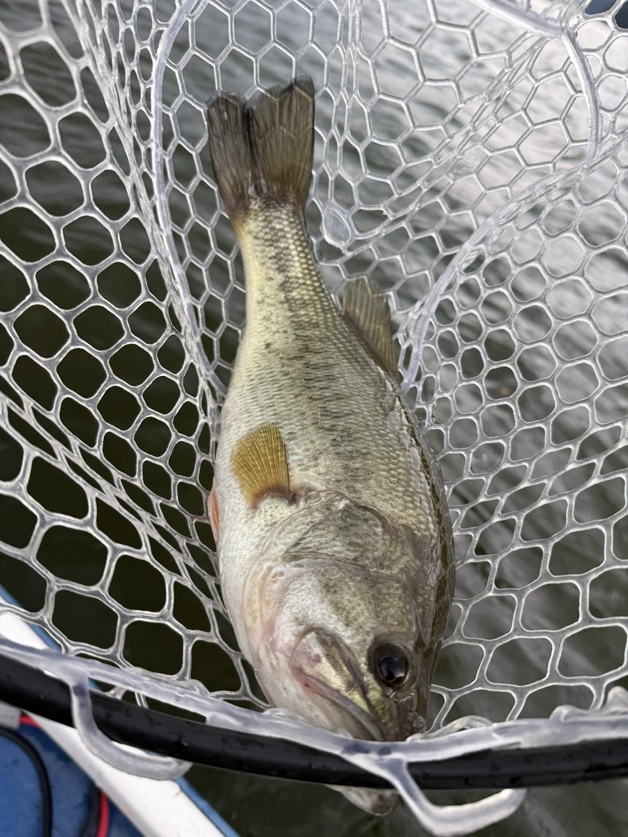 OX_Bassfishing's tweet photo. 今の相模湖、自分が通った中では過去イチでデレモード？
40upが入れれば釣れ続ける🎣
週末釣行の方の参考になれば✌️ https://t.co/1hbxGsgc34