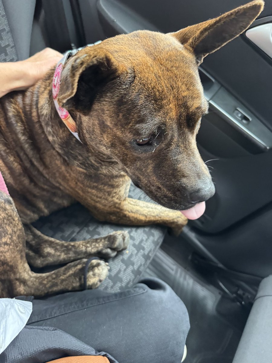 4uf_wiedersehen's tweet photo. Acá estamos, con la chiquita de paseo por CABA. Seguimos buscando tránsito o un hogar definitivo 🙏 https://t.co/rEdHrcpUMO
