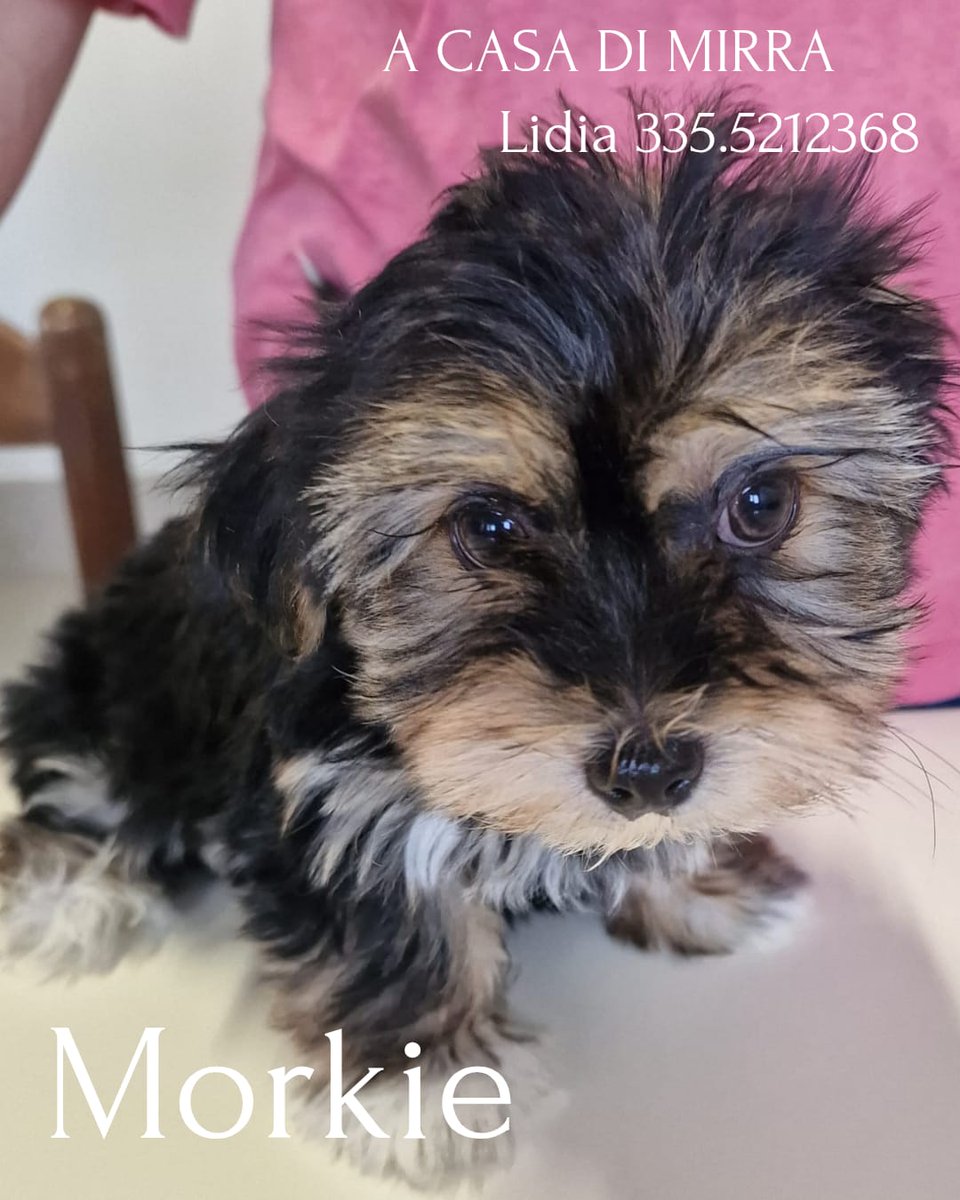 casa_mirra's tweet photo. Cuccioli di Morkie disponibili x info Lidia 3355212368 https://t.co/8W66gQz5ur
#dog #puppy #cute #eyes #pet #animal #petstagram #petsagram #dogsitting #dogsofinstagram #ilovemydog #dogstagram #dogoftheday #lovedogs #lovepuppies #adorable #doglover https://t.co/7KWkvabQty