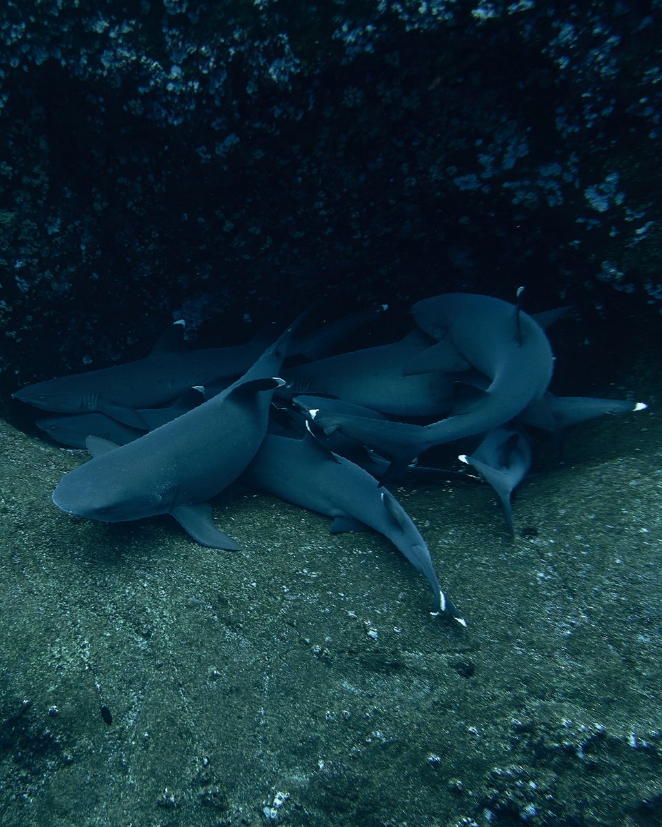 DarwinFound's tweet photo. #Blog | No todos los tiburones se comportan igual. 🦈 Desde tiburones martillo que forman agrupaciones hasta tiburones ballena que recorren enormes distancias, cada especie tiene su propia estrategia. 🔬🌎👇 Lee más aquí: https://t.co/vRu5d309aE