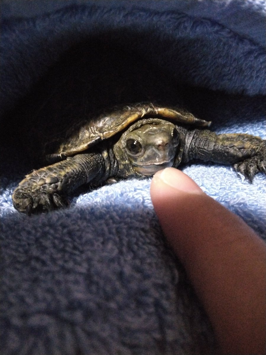 davidofheart's tweet photo. ドーーン！👆️
🐢＜見てないもん https://t.co/tEQCRu95vp