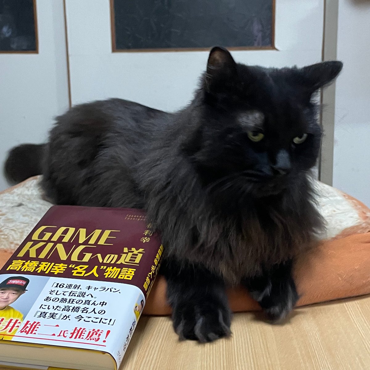 yasi_log's tweet photo. 世代だから高橋名人の本、買いました。
が、、、ご飯前に、無理やり一緒に写したから、ソッポ向かれたｗ
写真撮影後、ダッシュで、ご飯の入っているダンスへGo！で待機な黒猫漢ｗｗ https://t.co/XQYef7dffD