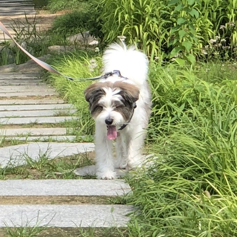 pocotheAGI's tweet photo. 처음 가보는 동네&amp;공원 가서 기분 째지는 중ㅋㅋㅋ https://t.co/PL4sV1u9Ya