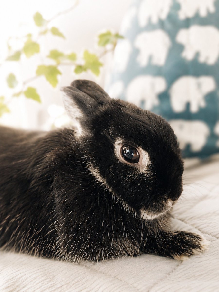 uspgik153bse's tweet photo. 癒し𝐓𝐢𝐦𝐞✨

 #うさぎ 
 #うさぎのいる生活 
 #フォロバ100 https://t.co/zRBQFL94Cp