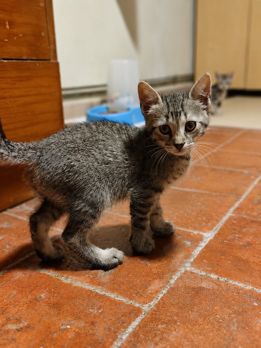 Neinei_art's tweet photo. Aún no han adoptado a Canigò 😢 y ahora sí se ha quedado solito.

Está en Manlleu. Se puede adoptar en Osona. Tiene 7 semanas y el protocolo al día ♥️ es muy juguetón y está muy solito. Necesita un hermano o hermana juguetón o juguetona urgentemente ❤️‍🩹 https://t.co/nKbcoys5Qk