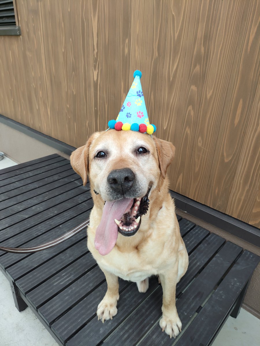 Custom_kun's tweet photo. 【麻薬探知犬退役】
#麻薬探知犬　タイヨウ号が6月でお仕事を引退したよ！
タイヨウ号は令和元年6月に配備され、7年間とーっても頑張ってくれたワン！
本当にお疲れさまだワン！🐾🐶
#横浜税関 https://t.co/41qqTTZ1Ye