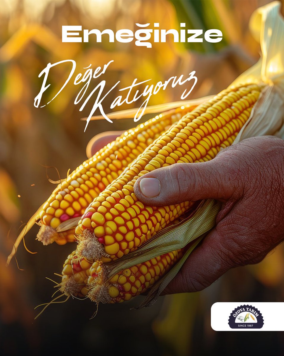 ozovatarim's tweet photo. 🌽 Tarımsal üretimin her aşamasında üreticimizin yanında yer alıyor, topraktan gelen emeği baş tacı ediyoruz. Alın terinizle büyüttüğünüz her bir ürünü hak ettiği değerle buluşturarak yarınlara güvenle taşıyoruz. 🌾

#Tarım #EmeğeDeğer #HasatZamanı #ÜretiminGücü https://t.co/5LAIUtcqRq