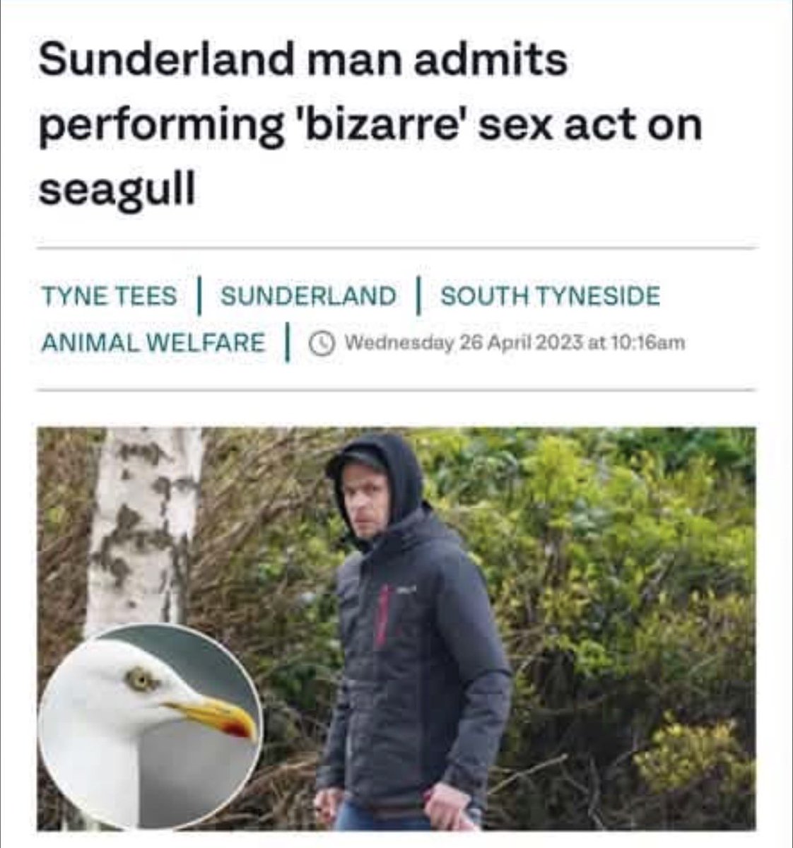 AbuHafsah1's tweet photo. Mum, the Pakis are kidnapping are seagulls.

Meanwhile: https://t.co/mB2129Tf7v