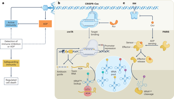 NatureRevMicro's tweet photo. New online! Immune safeguarding as a conserved principle of antiviral defence https://t.co/KCaCmDAy6U https://t.co/uGXc0cPaqS