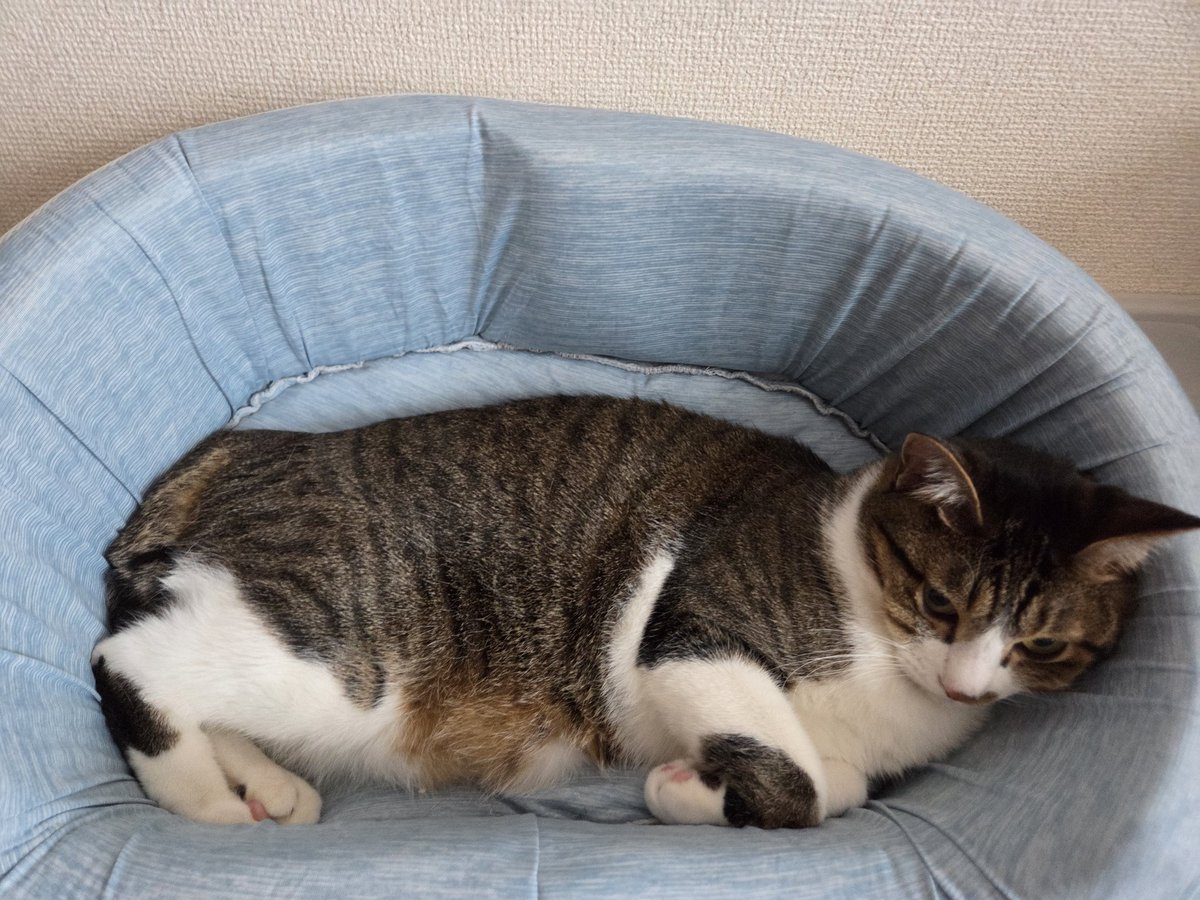 Rinderon_'s tweet photo. 今日の猫 https://t.co/MA1eDskIEn