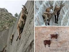 GoatADH's tweet photo. When people waiting on your downfall but you a goat https://t.co/GXzfIh4eUR