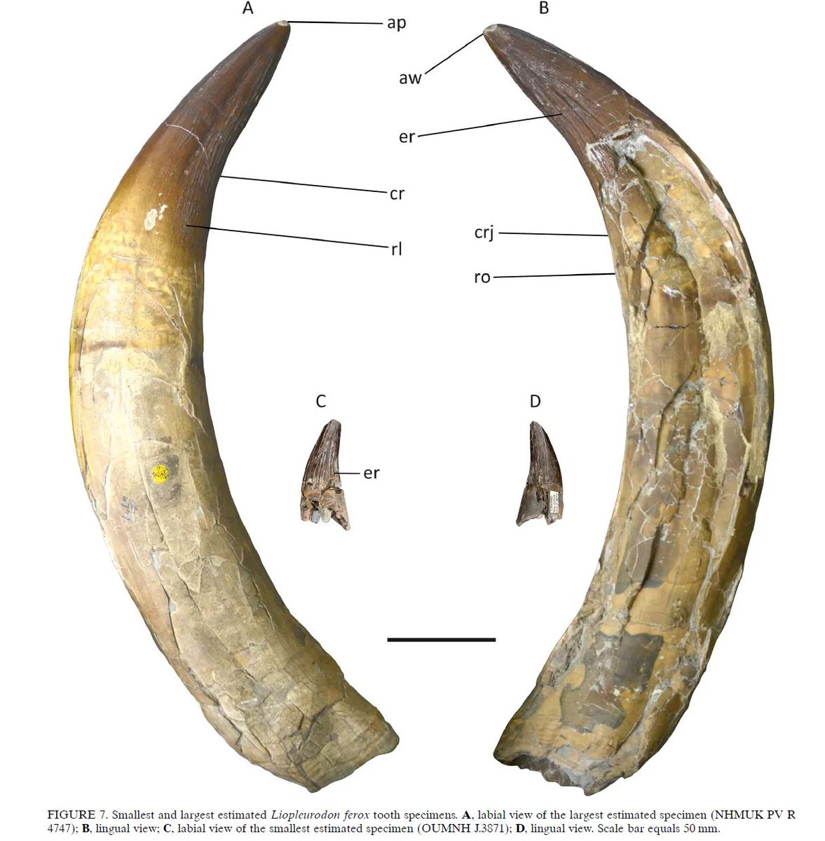 AndrejSpiridon4's tweet photo. A new study re-evaluating size of the legendary Liopleurodon ferox. This should have been highly-unusual macropredator. Just look at these teeth! Look at the scale. The smallest are the size of lion fangs, and the largest look like tusks.
https://t.co/5OUXfKM6QS https://t.co/gaigUD1gaF