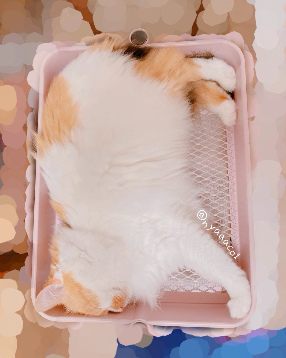 aco22222o's tweet photo. おててつっぱりながら寝てて可愛い🐈🐾

#ねこかわいいね  #猫のいる暮らし  #猫好きんと繋がりたい https://t.co/cPNgFXalDI