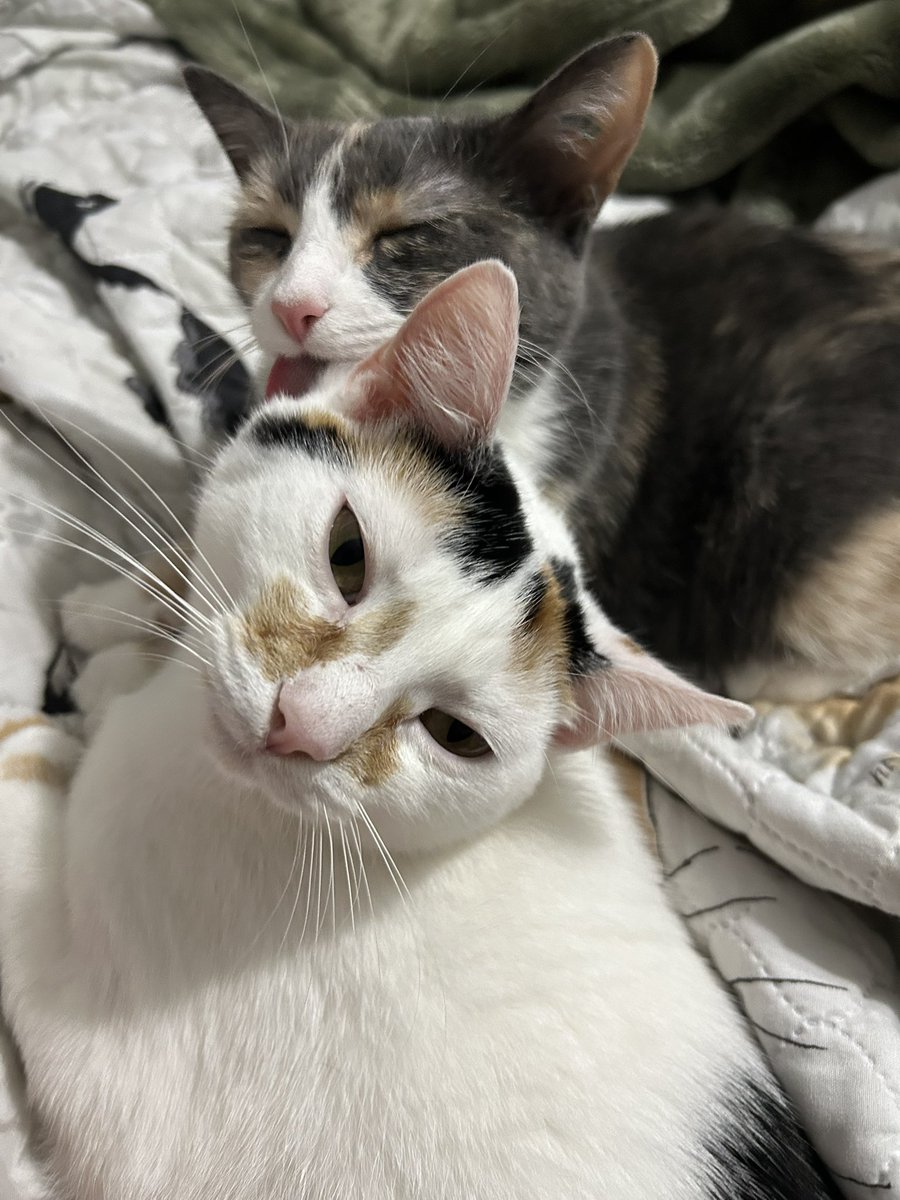 oreoeocat's tweet photo. They flaunt their love https://t.co/JzPmDnioGZ