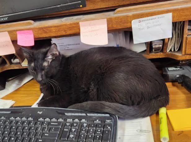 Disaster_Zones's tweet photo. #TexasFloods

MISSING: Shadow - Male, Neutered, Missing from 151 G. St. Call 830.377.5521

#Kerrville #Texas https://t.co/QuCv5KZh9L