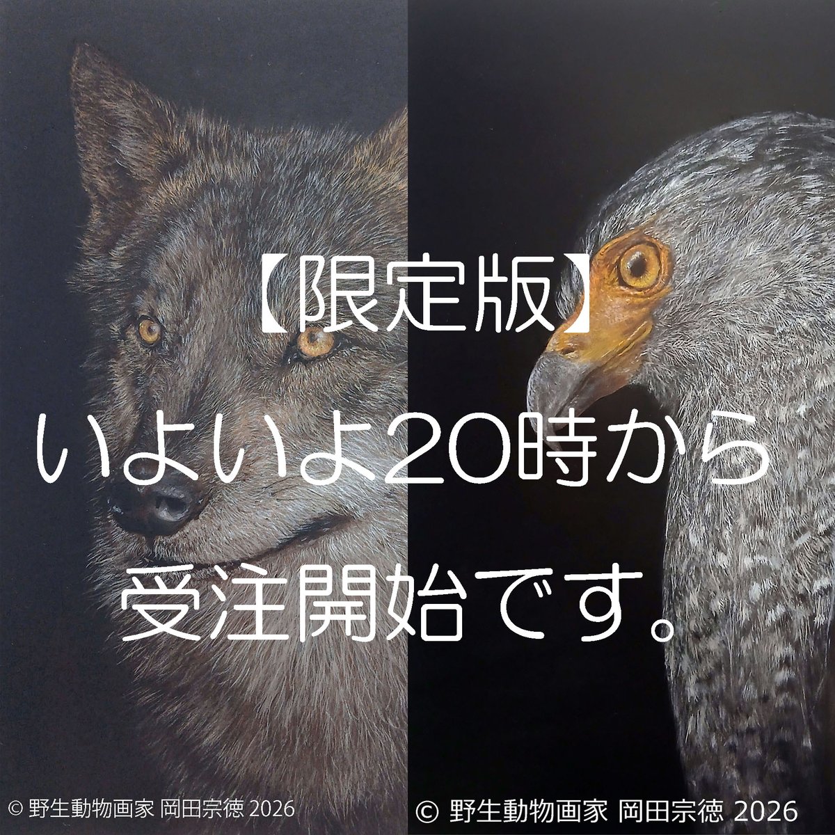 mansell5088's tweet photo. もうじきです！
限定版画&amp;ペン画(原画)
アトリエマンセルHP　Web shop にて！

#アトリエマンセル #野生動物画家 #カンムリワシ #wolf https://t.co/PeUuqRgkgN