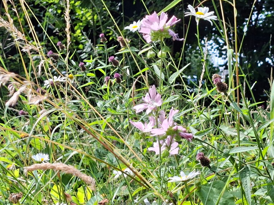 Millfieldhighsc's tweet photo. We are delighted to have won the Silver Award in the Young Wyre in Bloom. 
Well done to our science team and eco club for all their work on this in our beautiful environmental garden! 
#TeamMillfield
#BeExceptional https://t.co/3zCYluxG6g