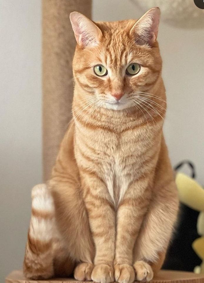 TheAnimels06's tweet photo. 🐱 https://t.co/bNK54uMVCy