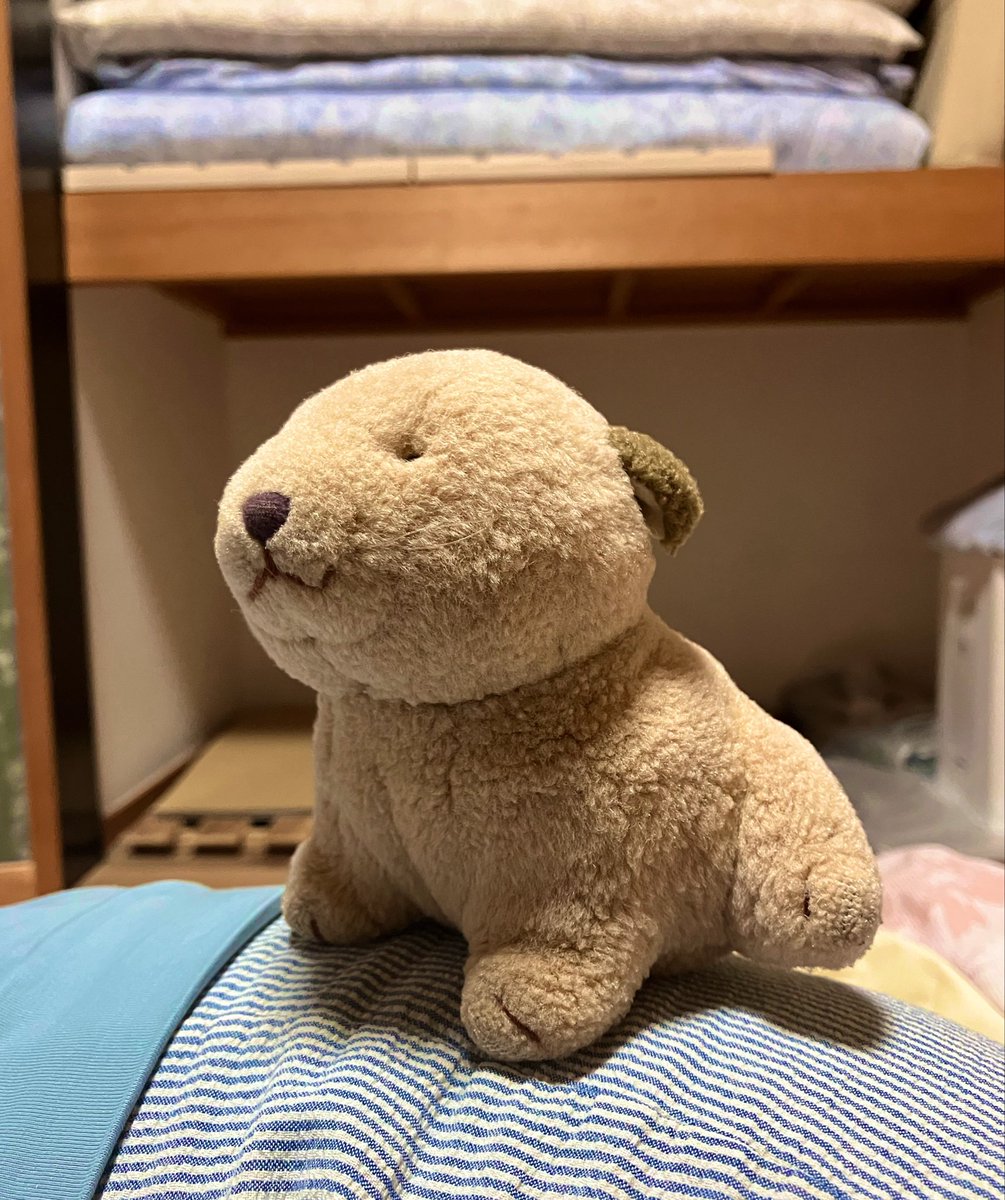 pirin_cute's tweet photo. ぼくは王さまわんよ！ https://t.co/AggMUyBHyc